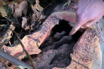 Relazione sulla condizione dei platani in Via Roma 31